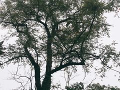 -白公馆