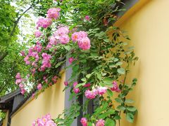 -颐和路民国时期公馆-风貌区