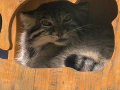 -青藏高原野生动物园