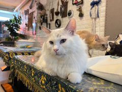 -平行世界·猫咖(首经贸店)