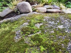 -绿光森林餐厅