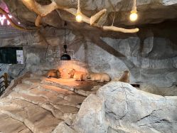 -Zoolung Zoolung动物主题公园(海信广场店)