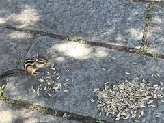 -长白岛森林公园