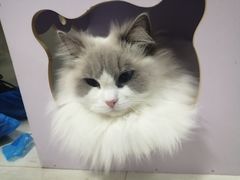 -喵的天空名猫咖啡馆·撸猫·猫舍·用品