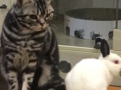 -藦茜花园宠物主题亲子互动体验馆(国顺东路店)