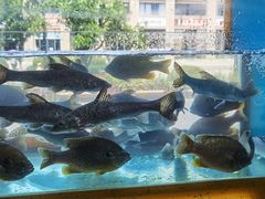 -淳安二十八道·美食汇·淳鱼馆(阳光路店)