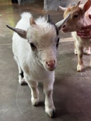 -Zoolung Zoolung动物主题公园(海信广场店)