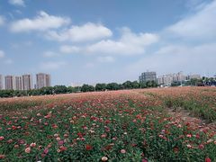 -皇粮浜公园
