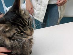 -宠颐生猫科·内科皮肤科(西平世纪城店)