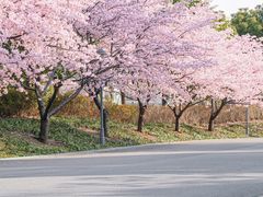 -顾村公园