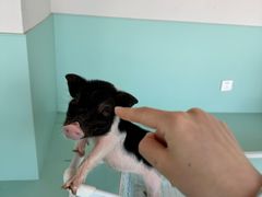 -怪兽屋·羊驼·猫咖·狗咖(俊华广场店)