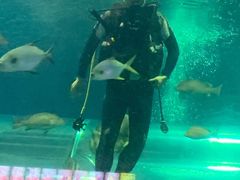 -秦皇岛新澳海底世界