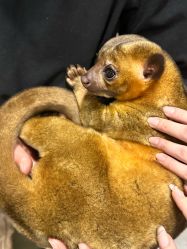 -Zoolung Zoolung动物主题公园(海信广场店)