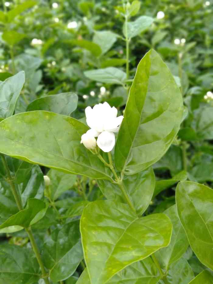 中华茉莉园-"不在花期的时间来,看到的只有绿油油的一片.