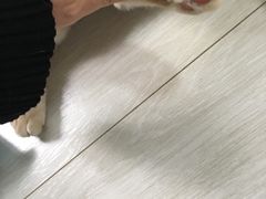 -喵的天空名猫咖啡馆·撸猫·猫舍·用品