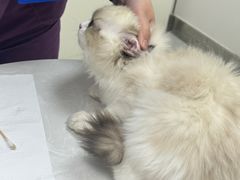 -中农国际动物医院24小时·猫科·骨科·急重症中心