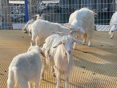 -新疆天山野生动物园