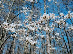 -上海共青森林公园