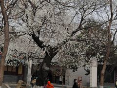 -护国法轮寺