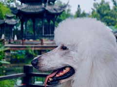 -黄龙溪古镇