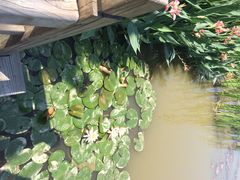 iphone_upload_pic-大湾区中央湿地公园