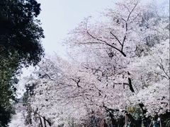 -武汉大学-樱园