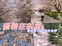 -高东镇樱花园