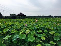 -梁鸿国家湿地公园
