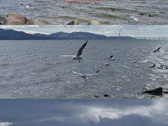 -红树湾(地铁站)