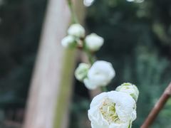 -桃花涧