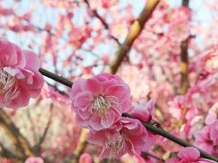 -林屋梅海青梅保护基地