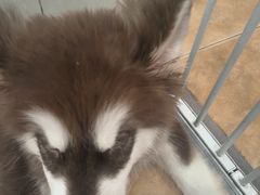 -Let's go狗咖·猫咖·奶狗·桌游(春熙路IFS店)