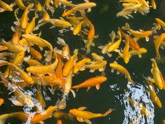 -南宫五洲植物乐园