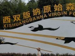 -西双版纳原始森林公园