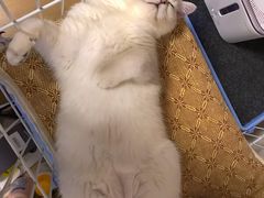 -东方名猫馆·英短金渐层布偶猫舍(环线广场1号楼店)