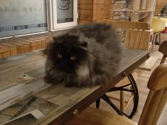-猫的茶·猫咖