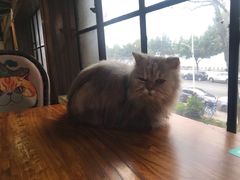 -more than meow吴止猫主题餐厅(承德 中船汇店)