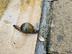 -广州市流溪河国家森林公园