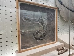 -浙江自然博物院(杭州馆)