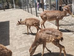 -长白岛森林公园