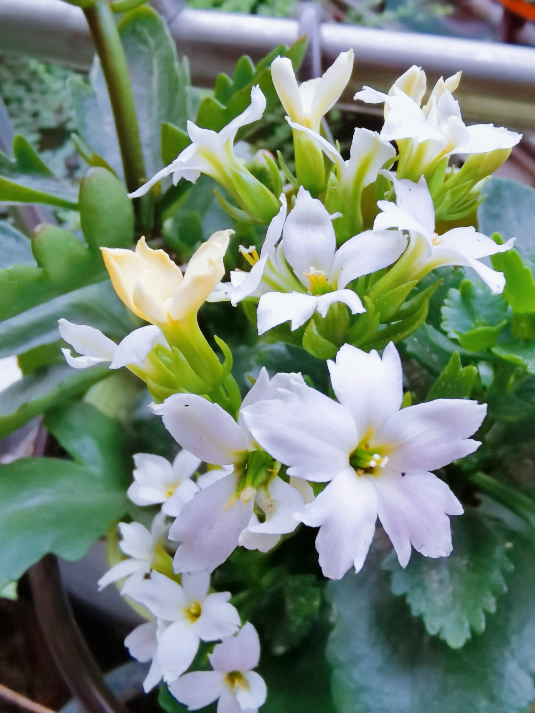 光影下的长寿花,静好时光