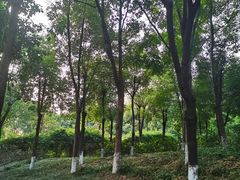 -重庆彩云湖湿地公园