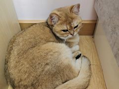 -猫咪派对(江南西店)