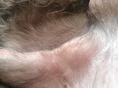 -瑞派福兴宠物医院犬猫全科·骨科·中西医结合(河东店)