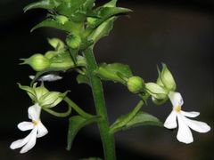 -风云岭森林公园