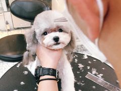 -momokira米努特·德文卷毛猫·棉花面纱犬