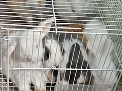 -苏州市皮市街花鸟工艺品市场