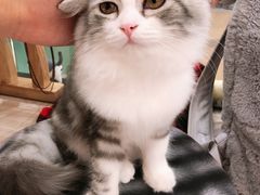 -飞行喵MR PILOT|猫舍·猫咖(静安大融城店)