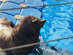 -海合安成都极地海洋公园