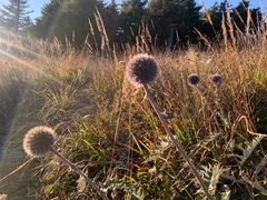 -白草畔自然风景区